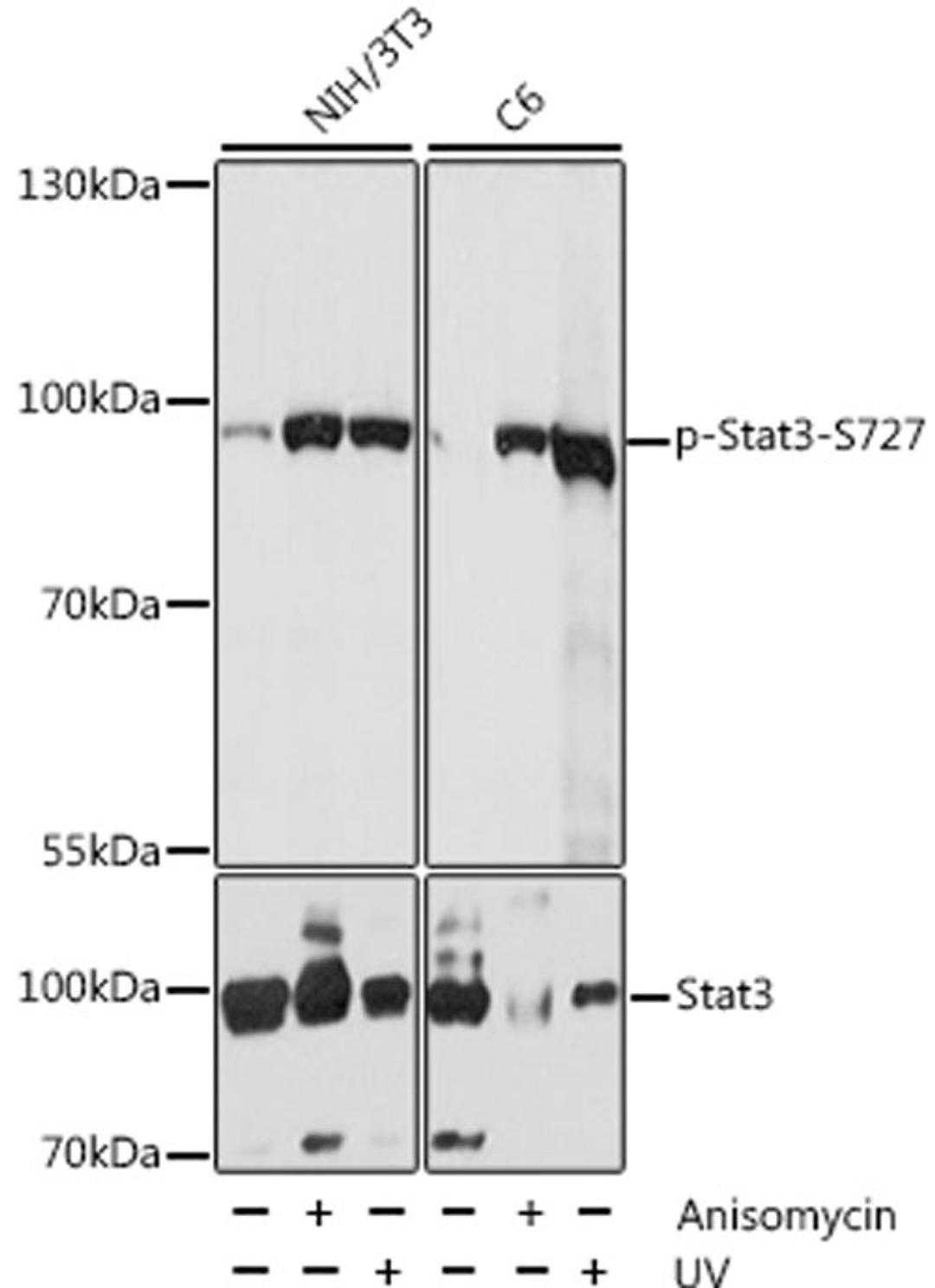 Western blot - Phospho-Stat3-S727 antibody (AP0474)