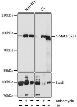 Western blot - Phospho-Stat3-S727 antibody (AP0474)