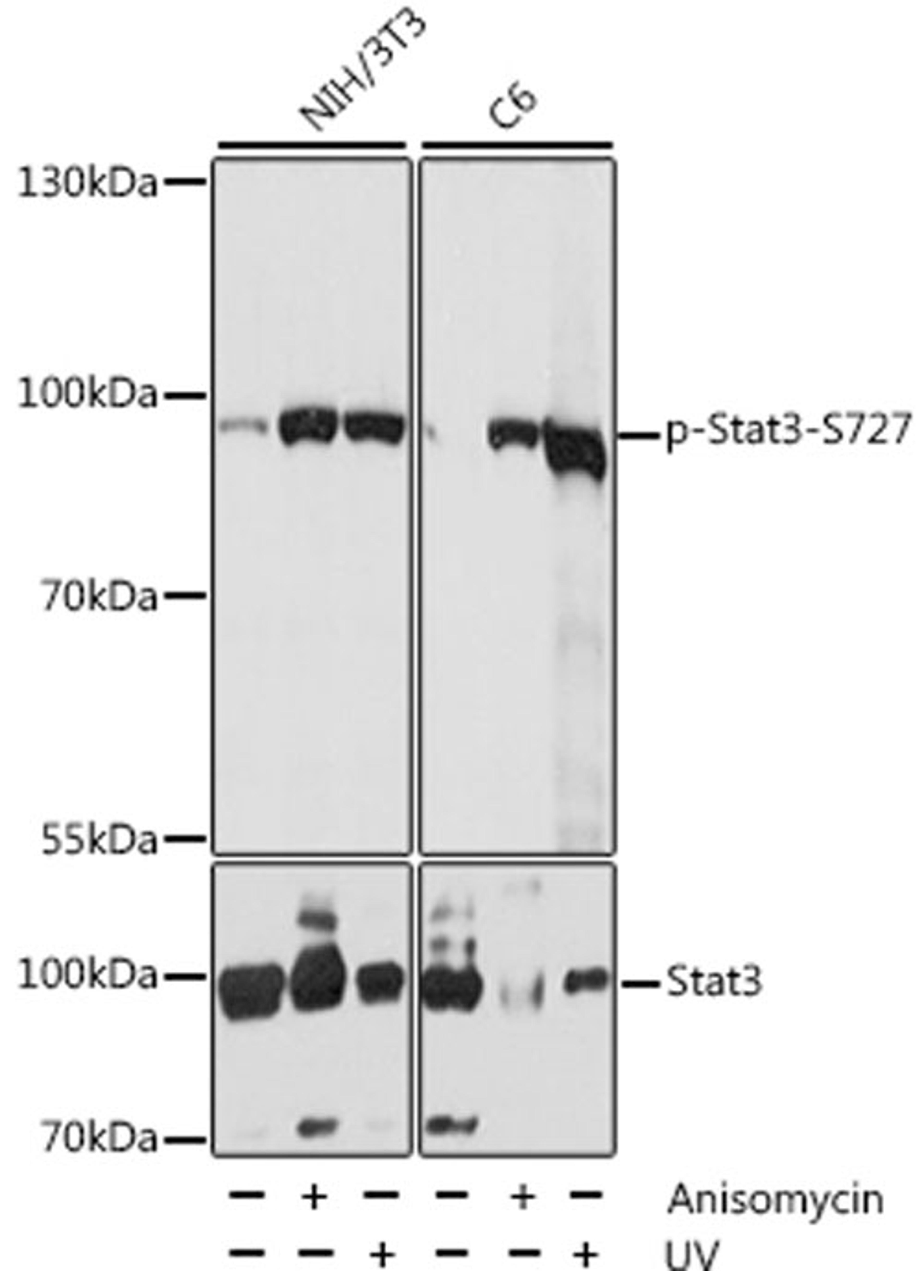 Western blot - Phospho-Stat3-S727 antibody (AP0474)