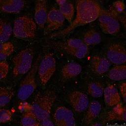 Immunocytochemistry/Immunofluorescence: GATA1 [p Ser142] Antibody [NB100-81937] - Staining of methanol-fixed Hela cells using GATA1(Phospho-Ser142) antibody