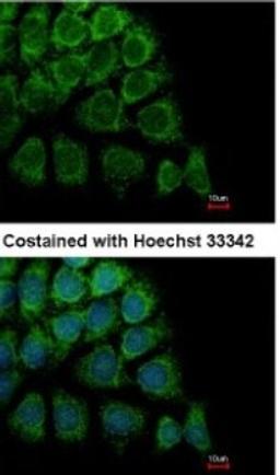 Immunocytochemistry/Immunofluorescence: HYOU1 Antibody [NBP1-32140] - Analysis of methanol-fixed Hep3B, using antibody at 1:500 dilution.