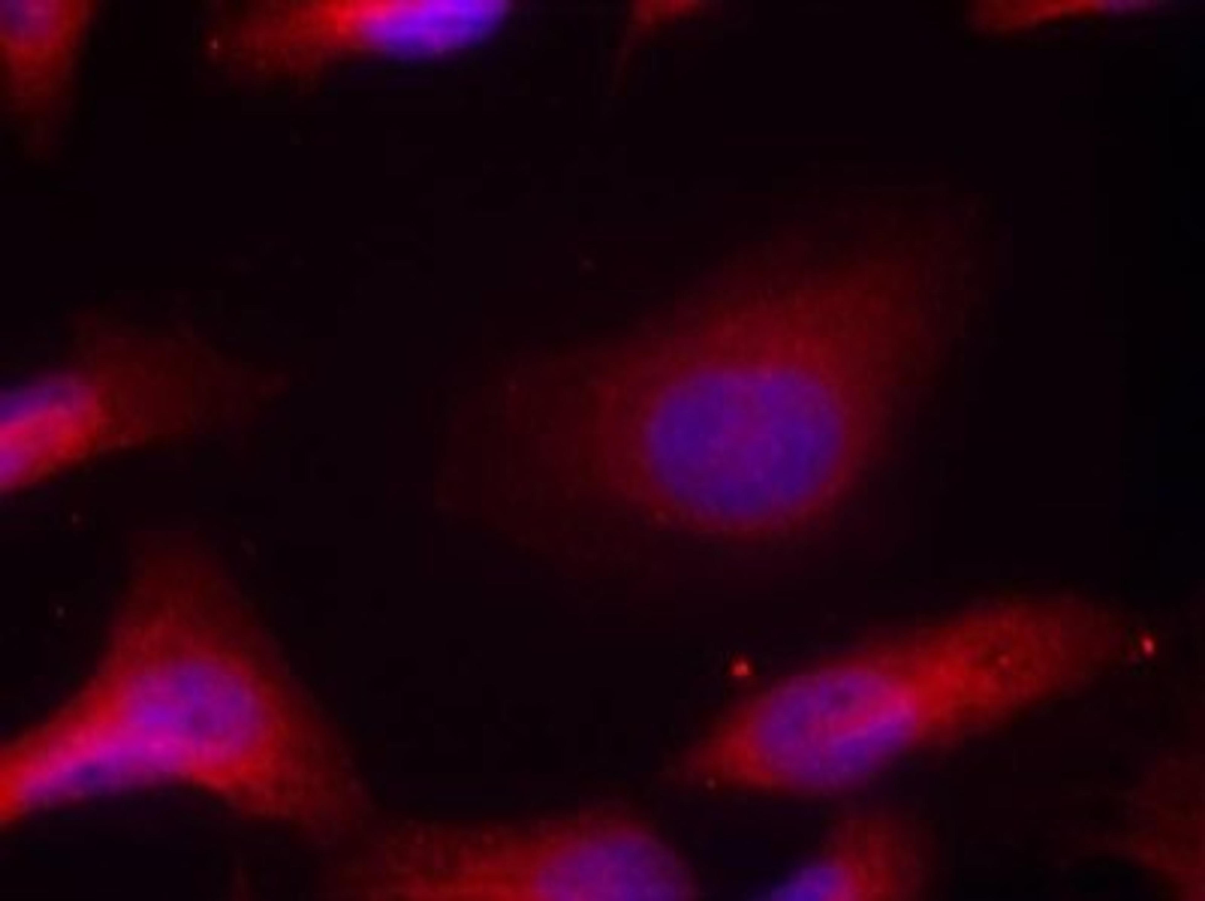 Immunocytochemistry/Immunofluorescence: Src [p Tyr529] Antibody [NB100-82204] - Staining of methanol-fixed Hela cells using Src (Phospho-Tyr529) antibody