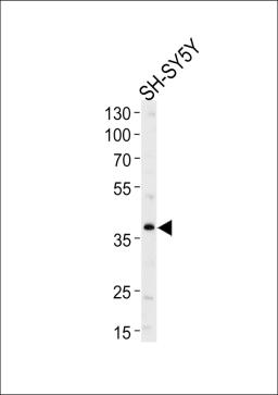 Western blot analysis of lysate from SH-SY5Y cell line, using SERPINI1 Antibody at 1:1000 at each lane.