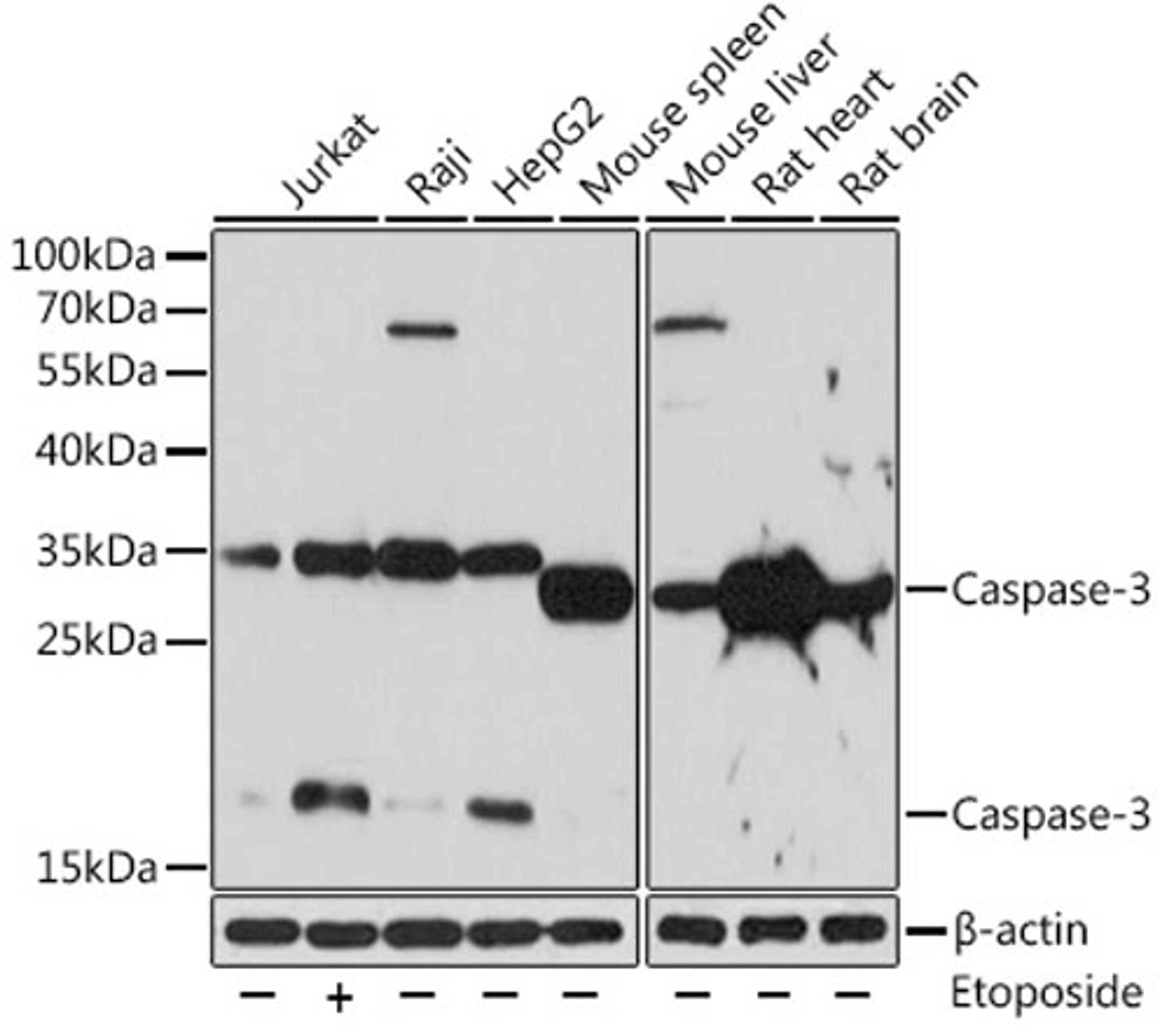 Western blot - Caspase-3 Rabbit pAb (A11953)