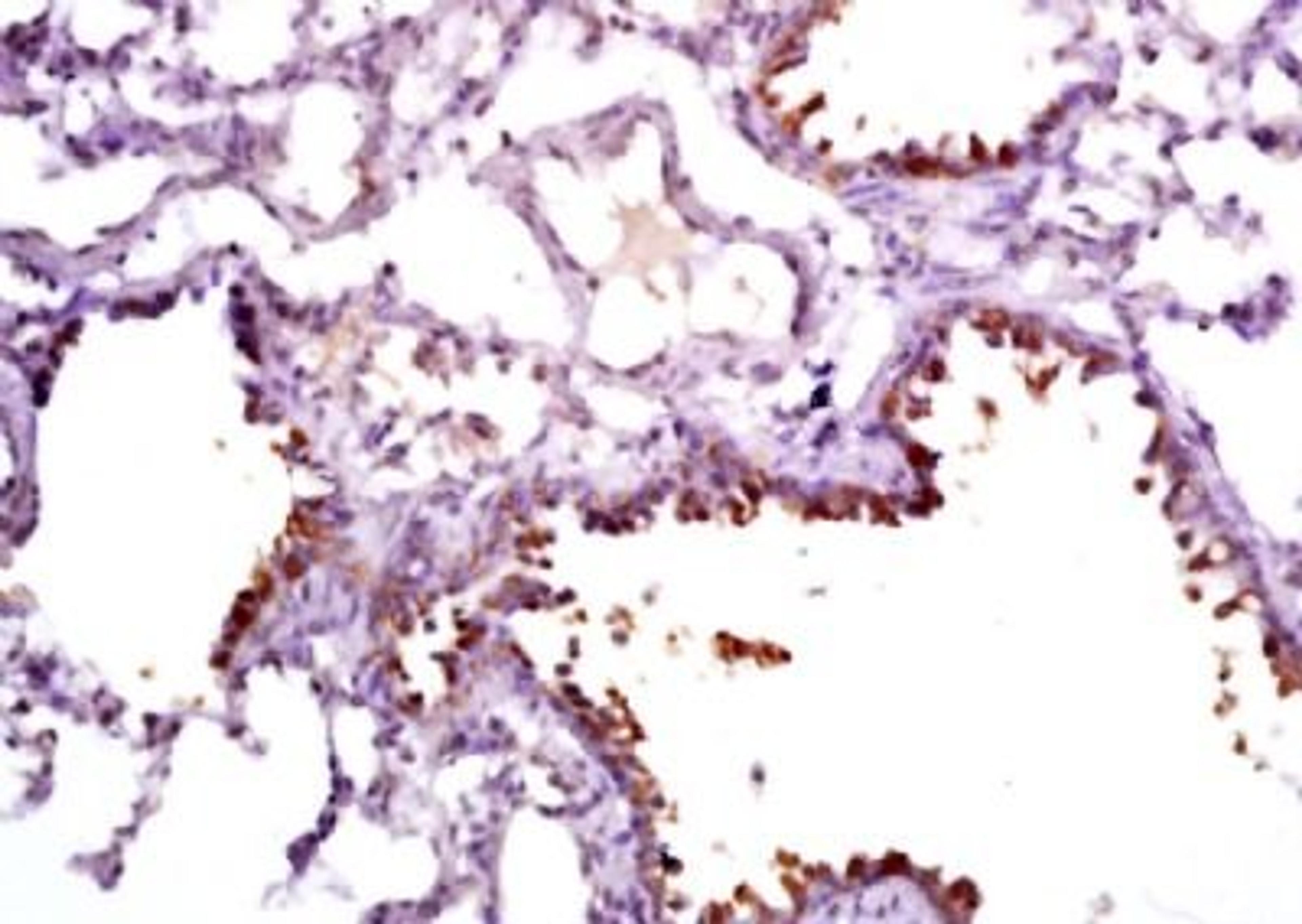 Immunohistochemical analysis of formalin-fixed paraffin embedded rat lung tissue using Clara cell protein 16 antibody (dilution at 1:200)