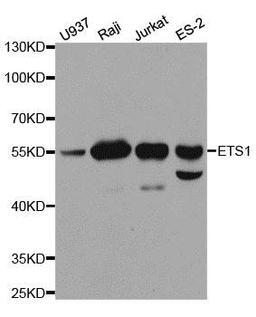 Western blot analysis of extracts of various cell lines using ETS1 antibody