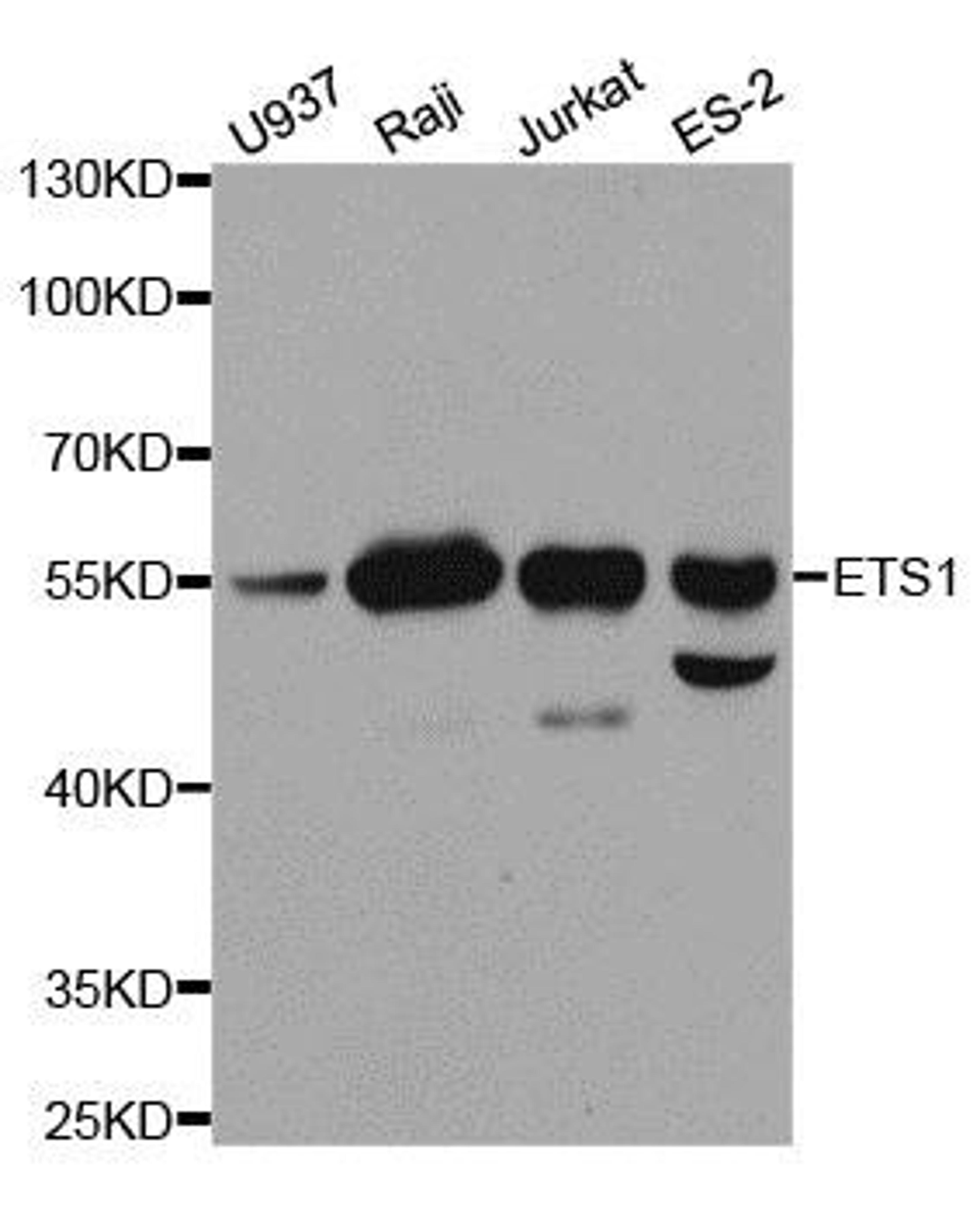 Western blot analysis of extracts of various cell lines using ETS1 antibody