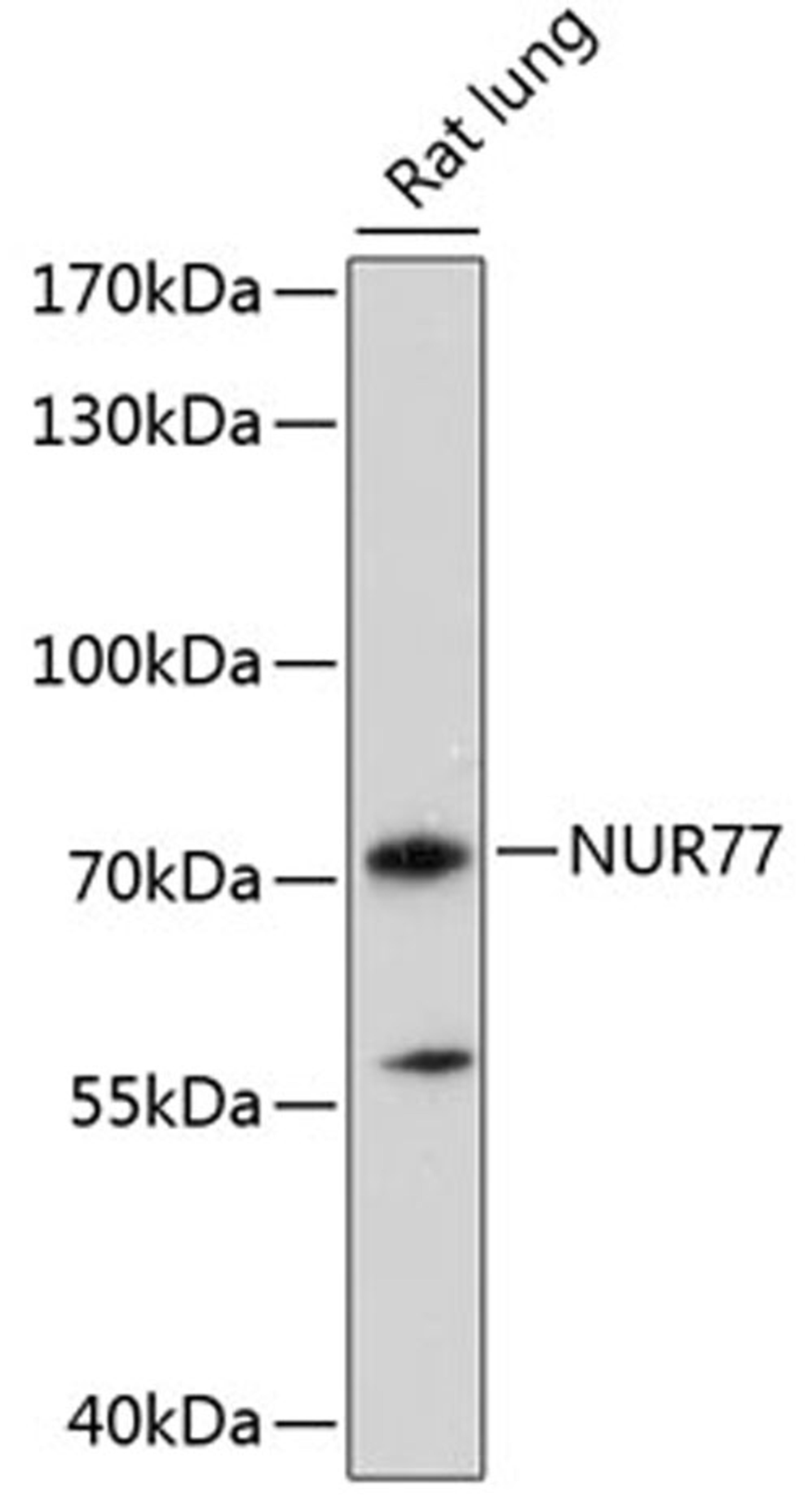 Western blot - NUR77 antibody (A16264)