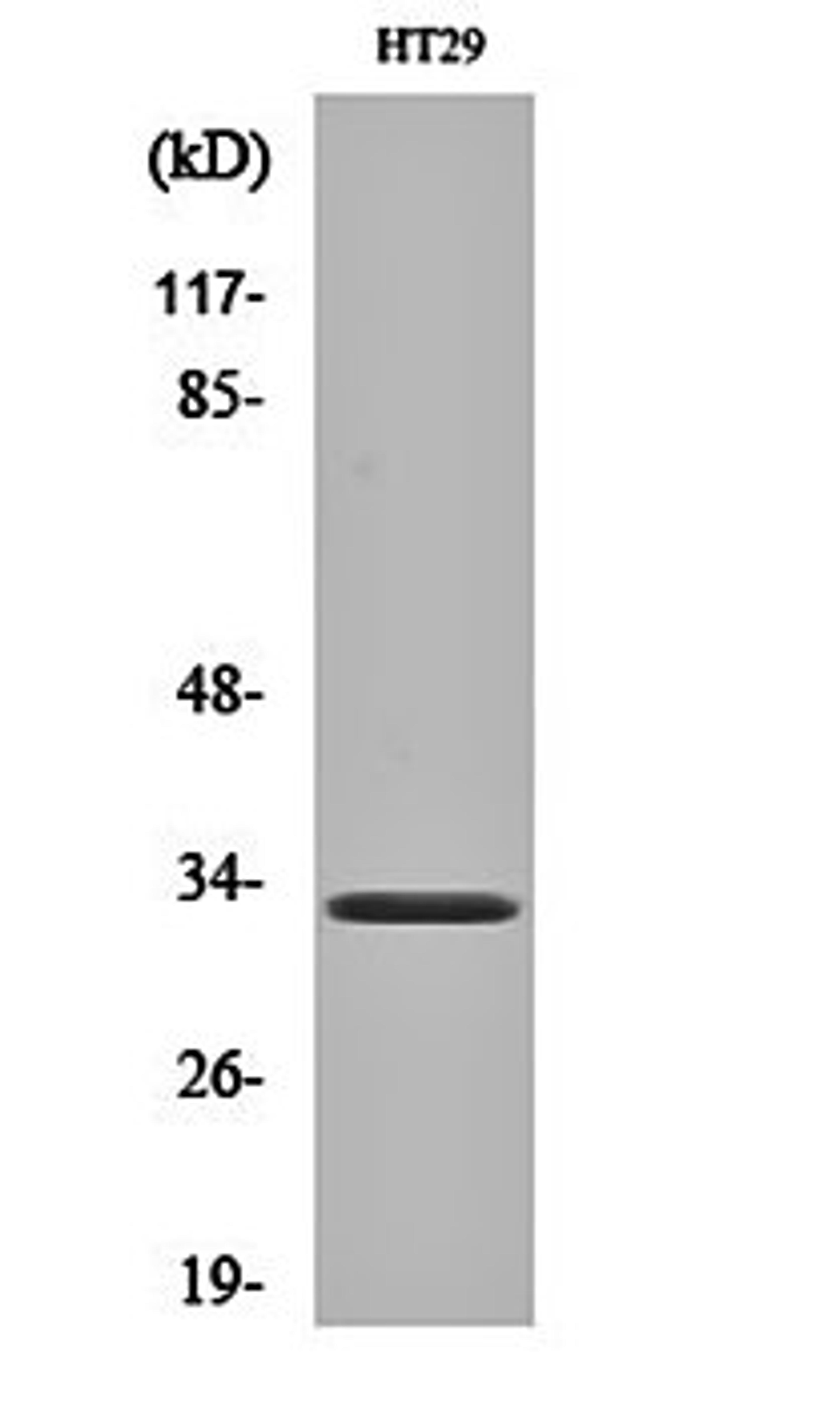 Western blot analysis of HT29 cell lysates using Olfactory receptor 1S1/2 antibody