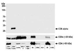 Detection of human CD8 alpha by western blot.