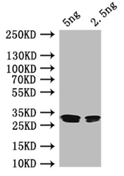 Western Blot. Positive WB detected in: recombinant protein. All lanes: rutR Antibody at 1:1000. Secondary. Goat polyclonal to rabbit IgG at 1/50000 dilution. Predicted band size: 27 kDa. Observed band size: 27 kDa. 