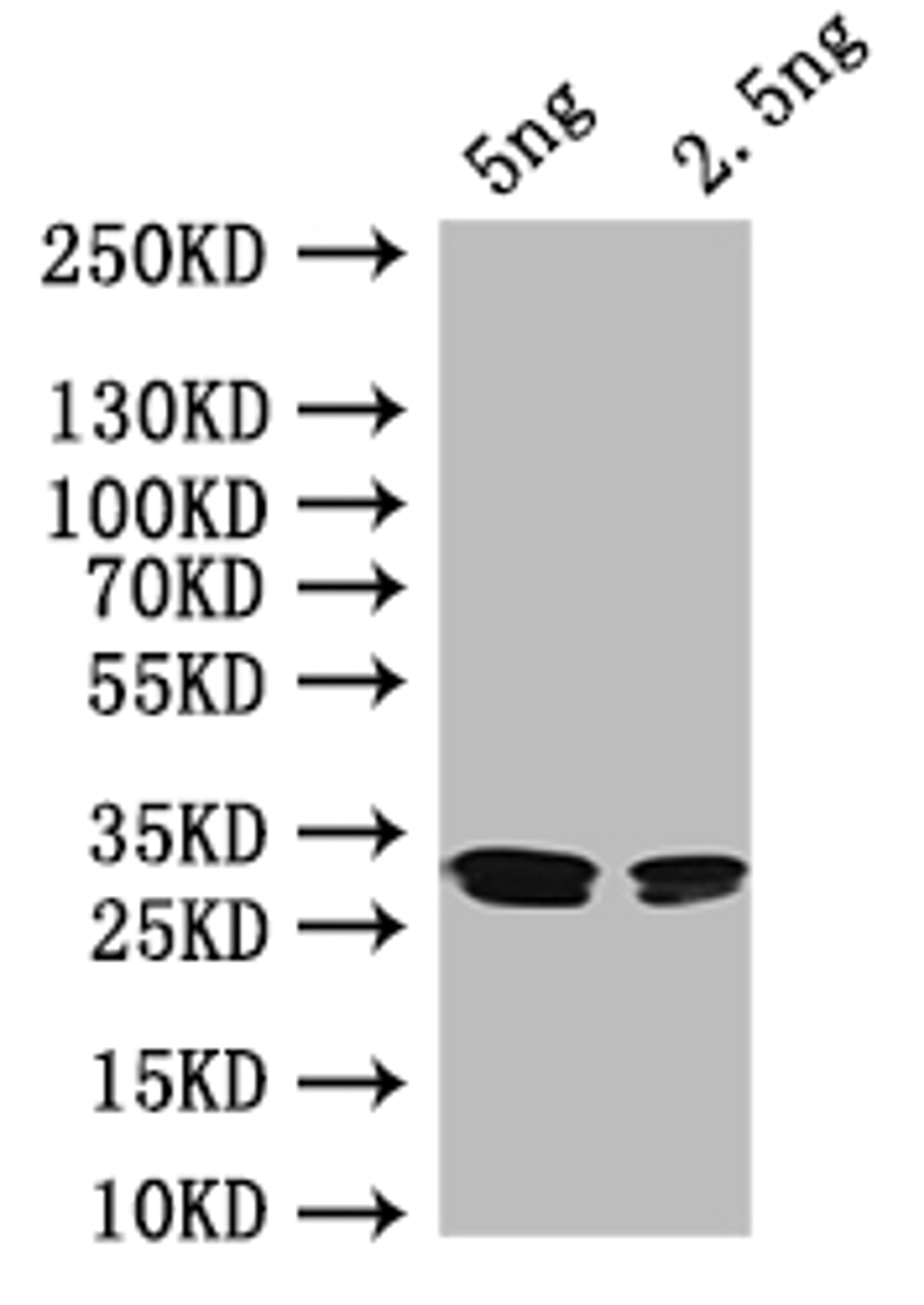 Western Blot. Positive WB detected in: recombinant protein. All lanes: rutR Antibody at 1:1000. Secondary. Goat polyclonal to rabbit IgG at 1/50000 dilution. Predicted band size: 27 kDa. Observed band size: 27 kDa. 