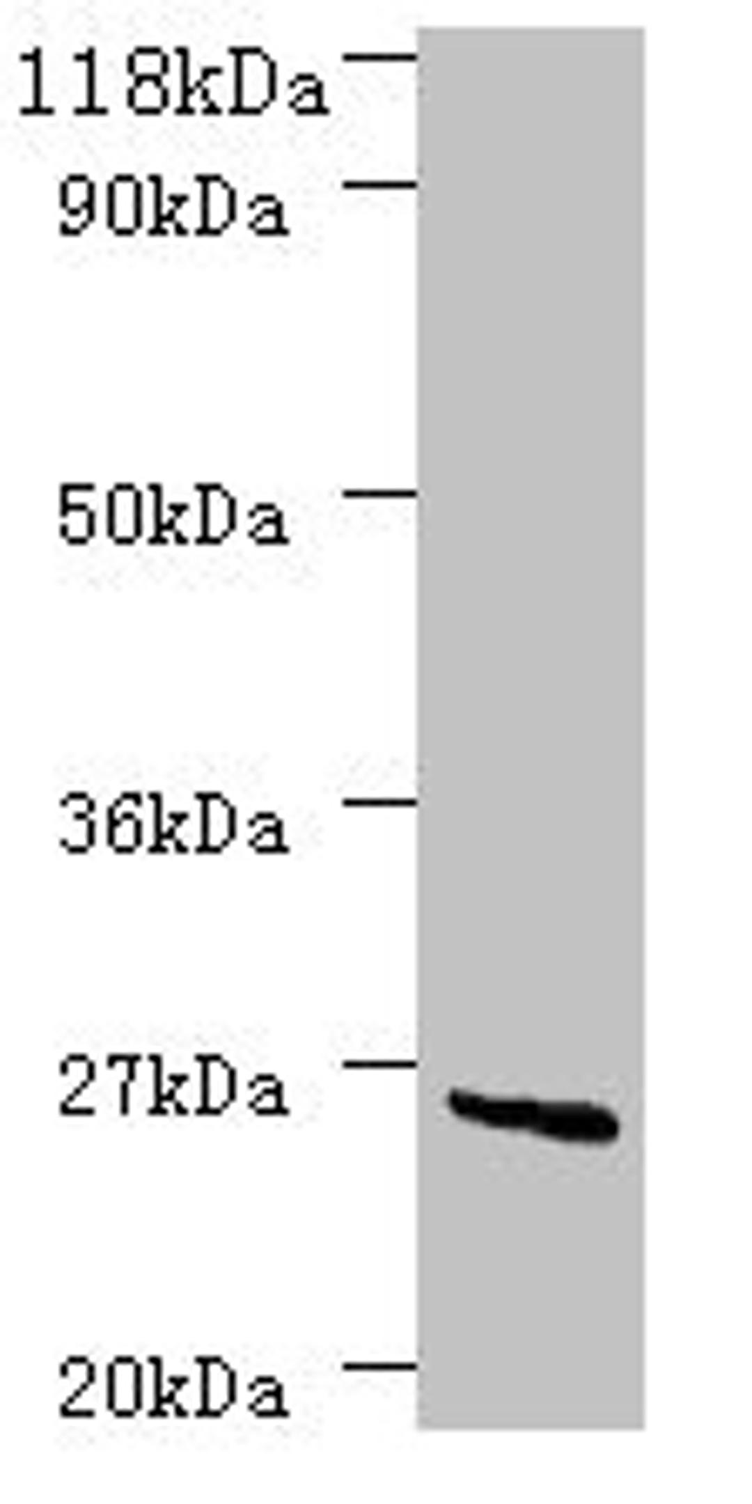 Western blot. All lanes: deoD antibody at 2µg/ml + DH5a whole cell lysate. Secondary. Goat polyclonal to rabbit IgG at 1/10000 dilution. Predicted band size: 26 kDa. Observed band size: 26 kDa