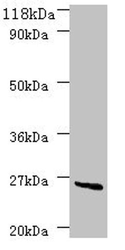 Western blot. All lanes: deoD antibody at 2µg/ml + DH5a whole cell lysate. Secondary. Goat polyclonal to rabbit IgG at 1/10000 dilution. Predicted band size: 26 kDa. Observed band size: 26 kDa