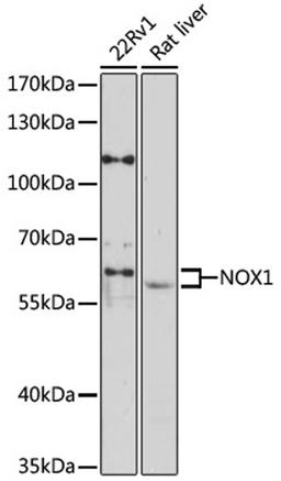 Western blot - NOX1 antibody (A12309)