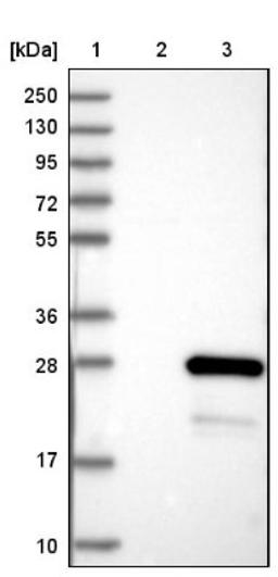 Western Blot: RhoH Antibody [NBP1-88816] - Lane 1: Marker [kDa] 250, 130, 95, 72, 55, 36, 28, 17, 10<br/>Lane 2: Negative control (vector only transfected HEK293T lysate)<br/>Lane 3: Over-expression lysate (Co-expressed with a C-terminal myc-DDK tag (~3.1 kDa) in mammalian HEK293T cells, LY401372)