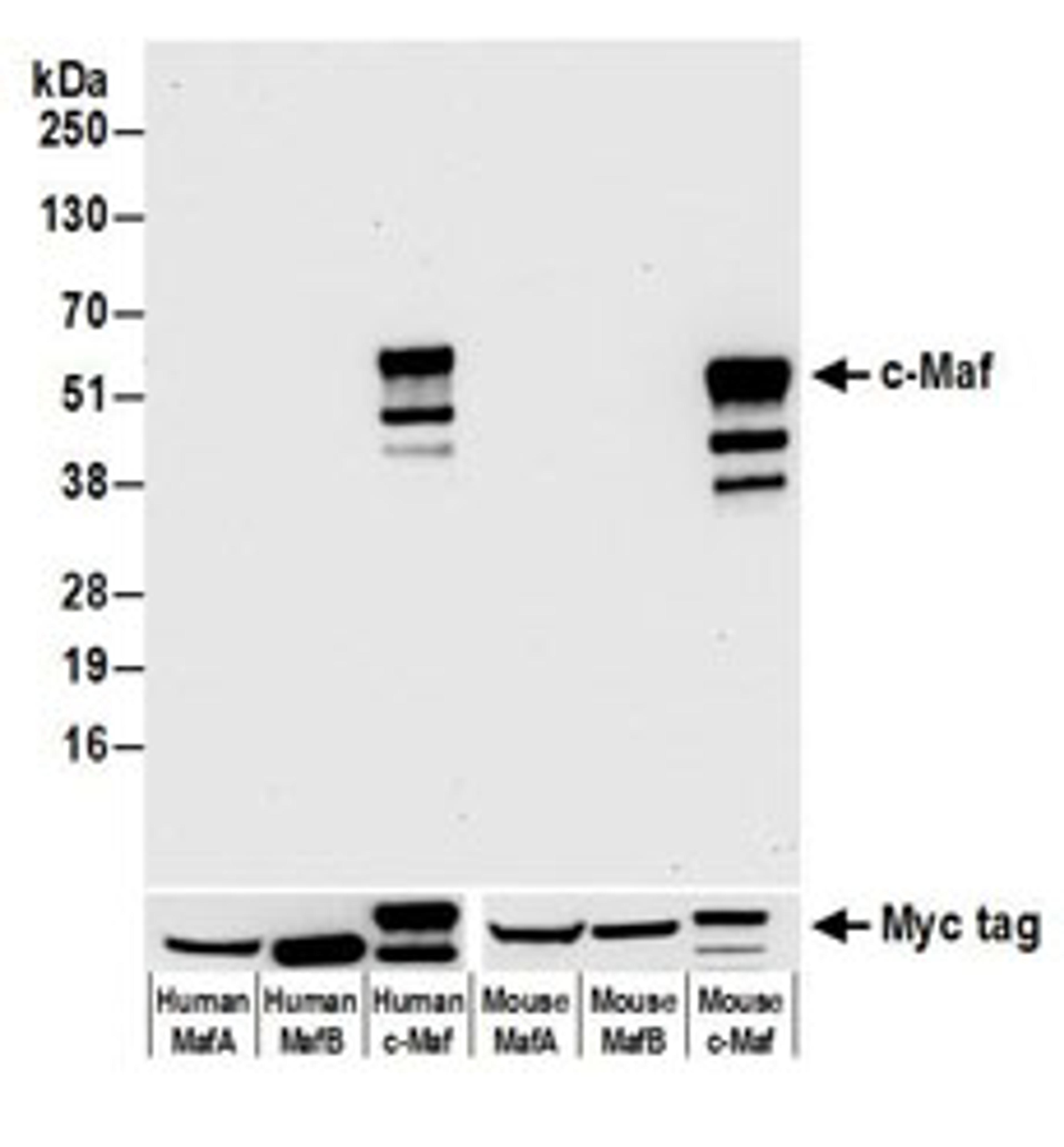 Detection of human c-Maf by western blot of HEK293T transfected with myc tagged human or mouse MafA, MafB, or c-Maf.