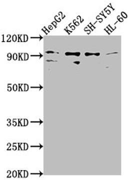 Western Blot. Positive WB detected in: HepG2 whole cell lysate, K562 whole cell lysate, SH-SY5Y whole cell lysate, HL-60 whole cell lysate. All lanes: NUGGC antibody at 1:2000. Secondary. Goat polyclonal to rabbit IgG at 1/50000 dilution. Predicted band size: 92 kDa. Observed band size: 92 kDa.