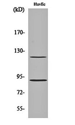 Western blot analysis of HuvEc cell lysates using PR (phospho-S190) antibody