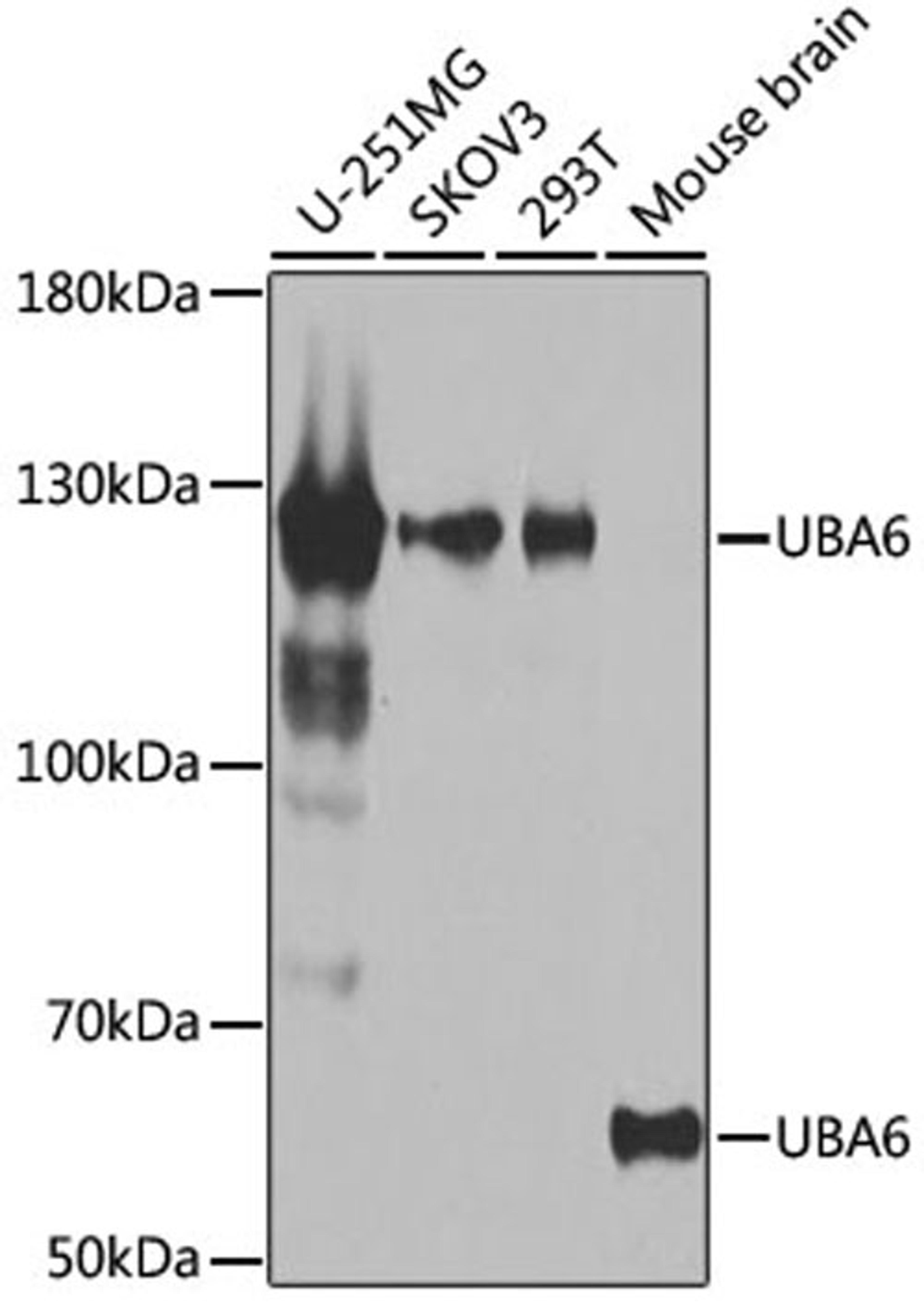 Western blot - UBA6 antibody (A7511)