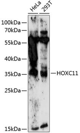 Western blot - HOXC11 antibody (A14742)