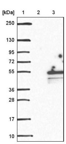 Western Blot: C1orf177 Antibody [NBP1-83457] - Lane 1: Marker [kDa] 250, 130, 95, 72, 55, 36, 28, 17, 10<br/>Lane 2: Negative control (vector only transfected HEK293T lysate)<br/>Lane 3: Over-expression lysate (Co-expressed with a C-terminal myc-DDK tag (~3.1 kDa) in mammalian HEK293T cells, LY407412)