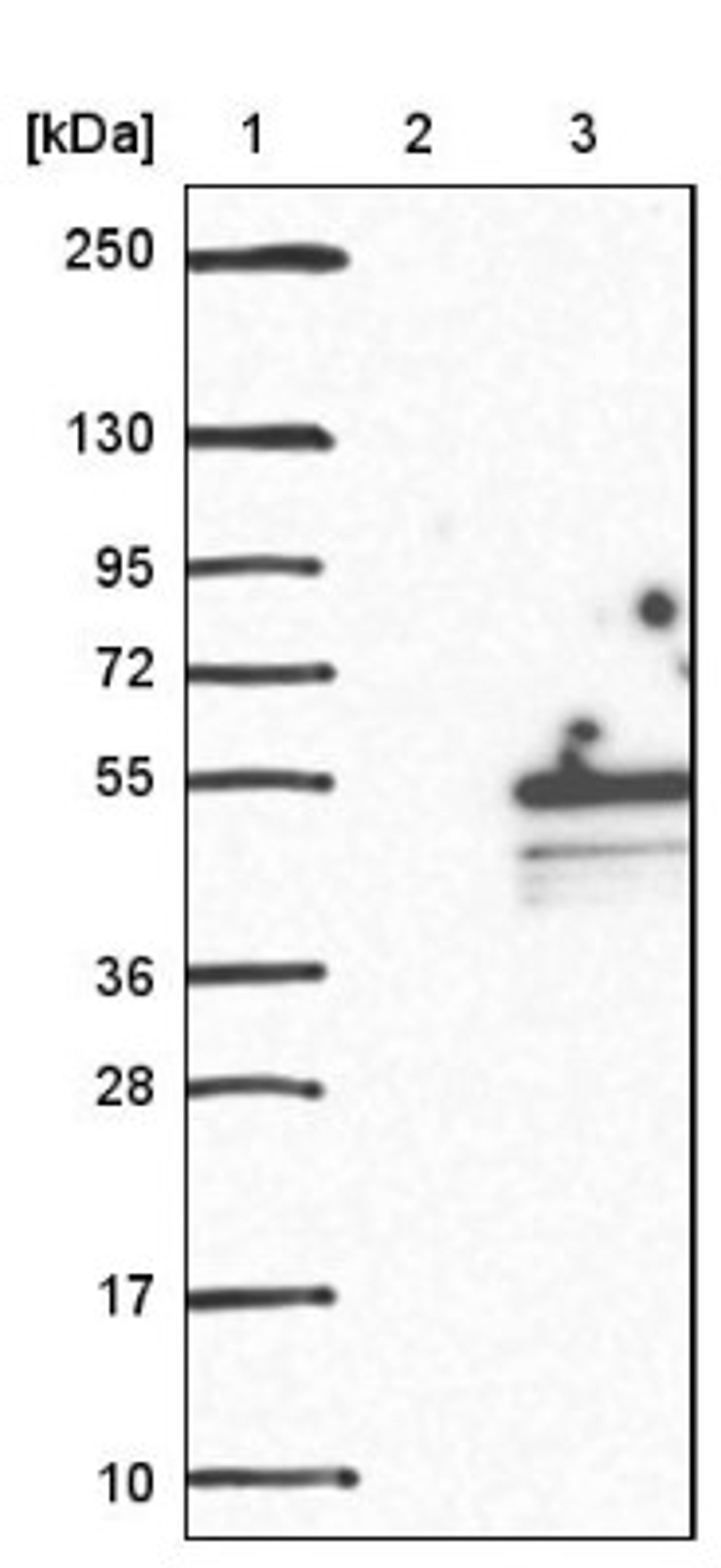 Western Blot: C1orf177 Antibody [NBP1-83457] - Lane 1: Marker [kDa] 250, 130, 95, 72, 55, 36, 28, 17, 10<br/>Lane 2: Negative control (vector only transfected HEK293T lysate)<br/>Lane 3: Over-expression lysate (Co-expressed with a C-terminal myc-DDK tag (~3.1 kDa) in mammalian HEK293T cells, LY407412)