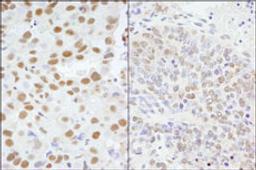 Detection of human and mouse AKAP8/AKAP95 by immunohistochemistry.