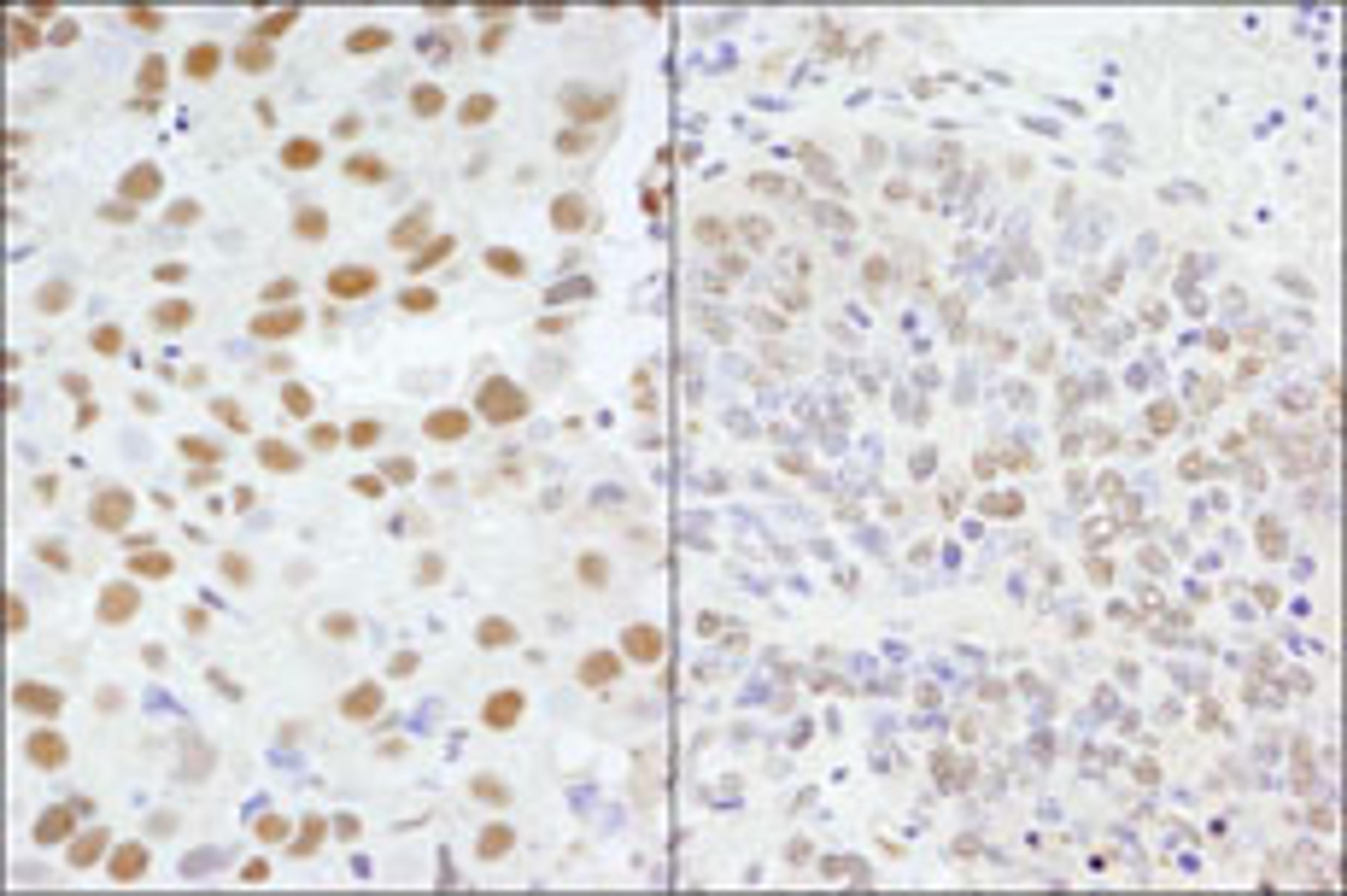 Detection of human and mouse AKAP8/AKAP95 by immunohistochemistry.