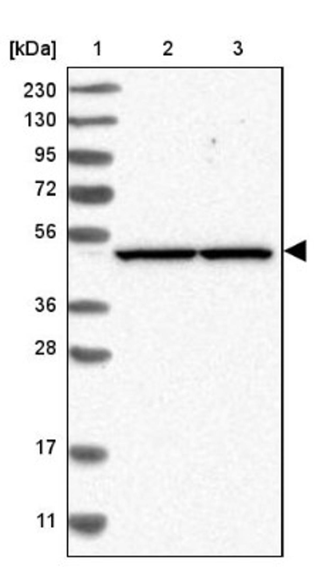 Western Blot: eIF3e Antibody [NBP1-84869] - Lane 1: Marker [kDa] 230, 130, 95, 72, 56, 36, 28, 17, 11<br/>Lane 2: Human cell line RT-4<br/>Lane 3: Human cell line U-251MG sp