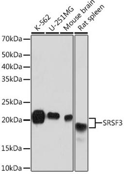 Western blot - SRSF3 Rabbit mAb (A9054)