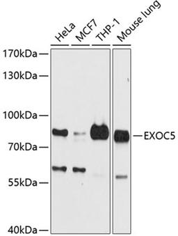 Western blot - EXOC5 antibody (A9282)