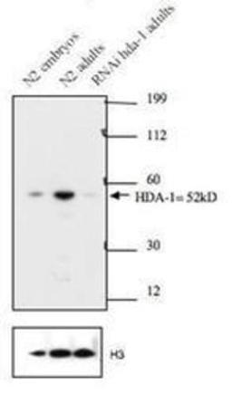 Western Blot: hda-1 Antibody [38660002] - This image is specific to animal number Q2326 Dilution: 1:3000