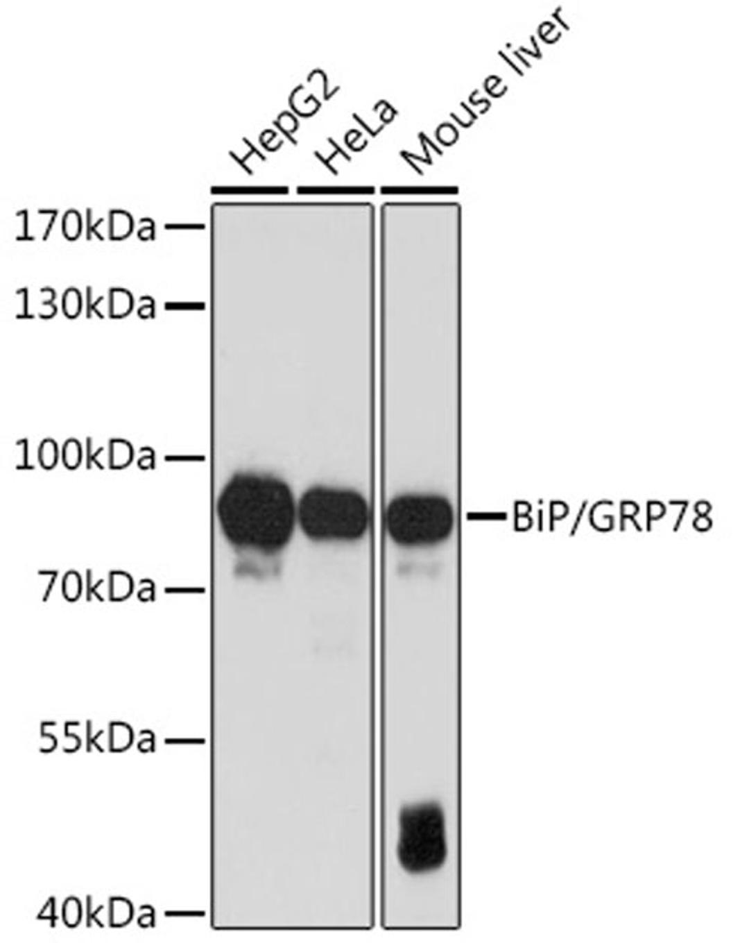 Western blot - HSPA5 antibody (A11366)