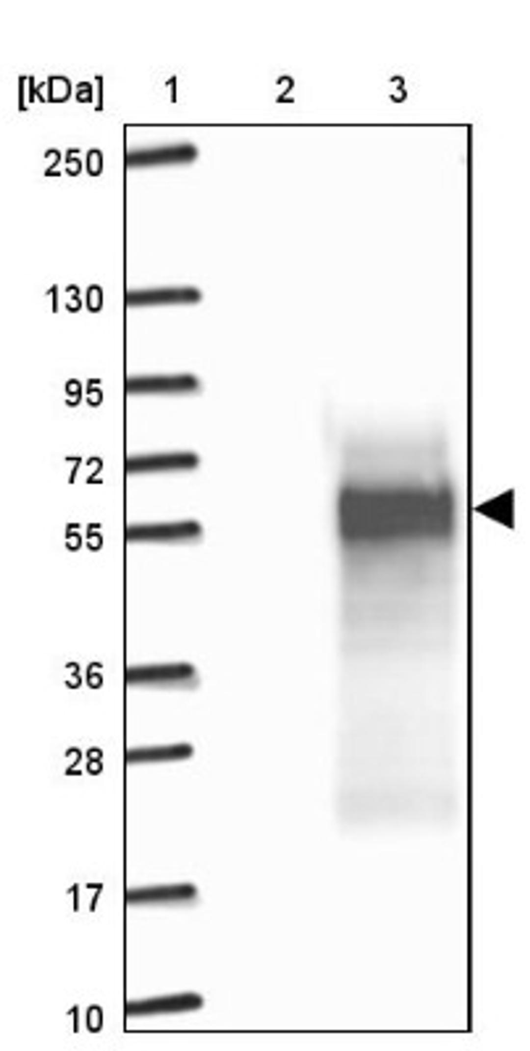 Western Blot: C4orf19 Antibody [NBP1-91734] - Lane 1: Marker [kDa] 250, 130, 95, 72, 55, 36, 28, 17, 10<br/>Lane 2: Negative control (vector only transfected HEK293T lysate)<br/>Lane 3: Over-expression lysate (Co-expressed with a C-terminal myc-DDK tag (~3.1 kDa) in mammalian HEK293T cells, LY413148)