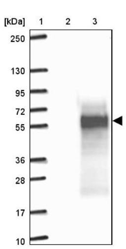 Western Blot: C4orf19 Antibody [NBP1-91734] - Lane 1: Marker [kDa] 250, 130, 95, 72, 55, 36, 28, 17, 10<br/>Lane 2: Negative control (vector only transfected HEK293T lysate)<br/>Lane 3: Over-expression lysate (Co-expressed with a C-terminal myc-DDK tag (~3.1 kDa) in mammalian HEK293T cells, LY413148)