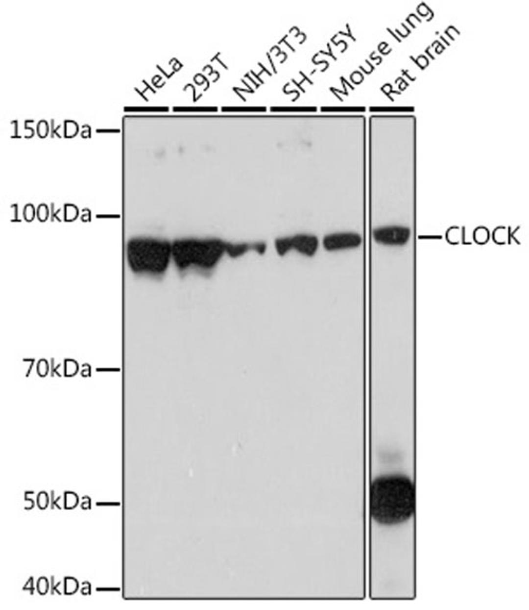 Western blot - CLOCK Rabbit mAb (A7265)