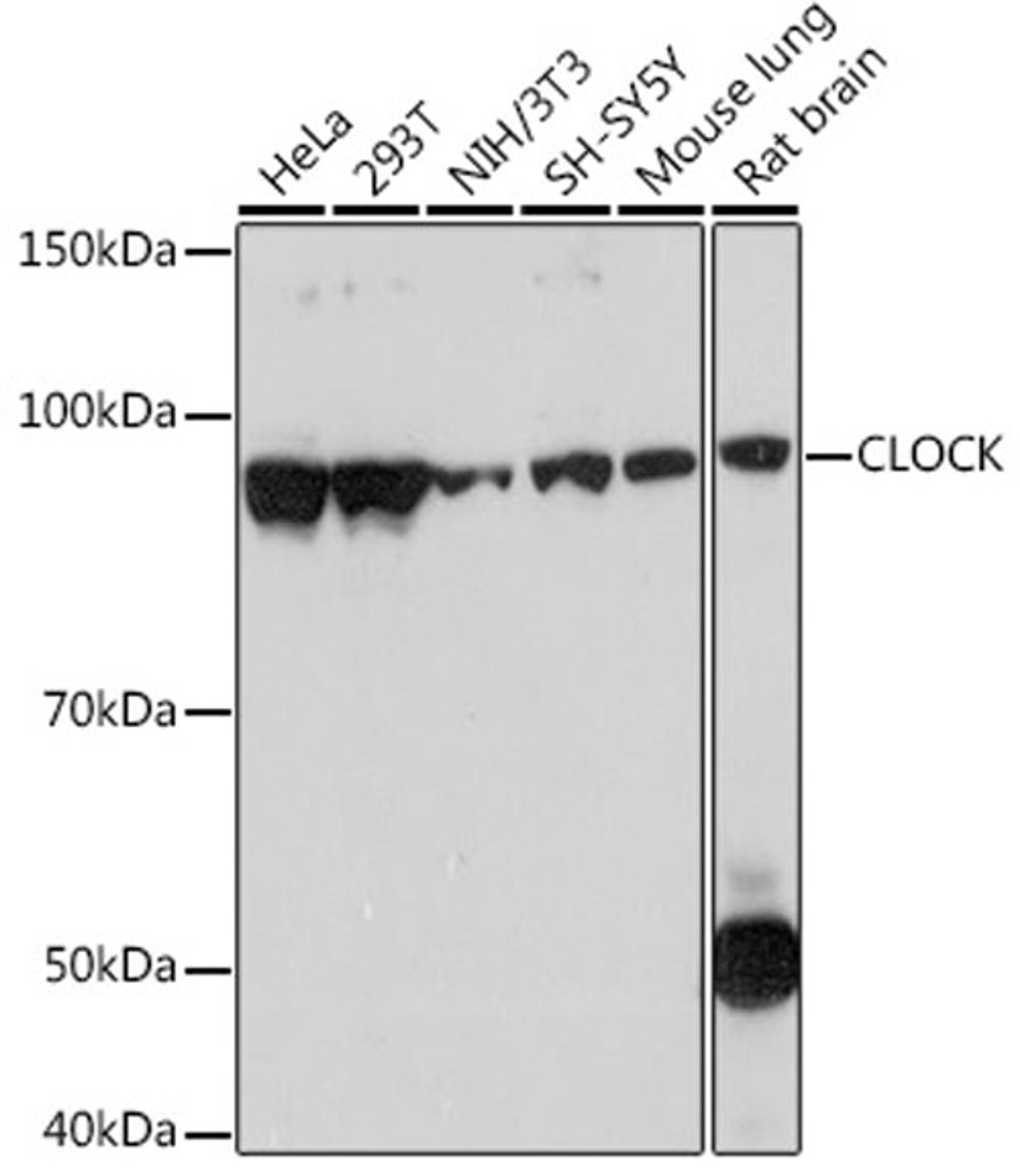 Western blot - CLOCK Rabbit mAb (A7265)