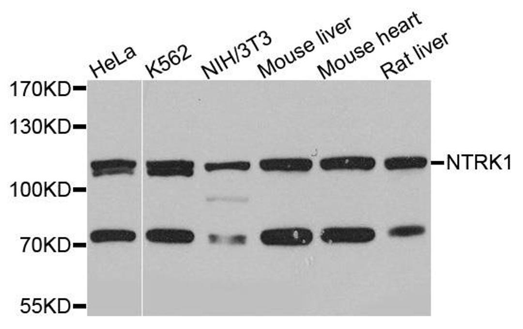 Western blot analysis of extracts of various cells using NTRK1 antibody