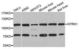 Western blot analysis of extracts of various cells using NTRK1 antibody