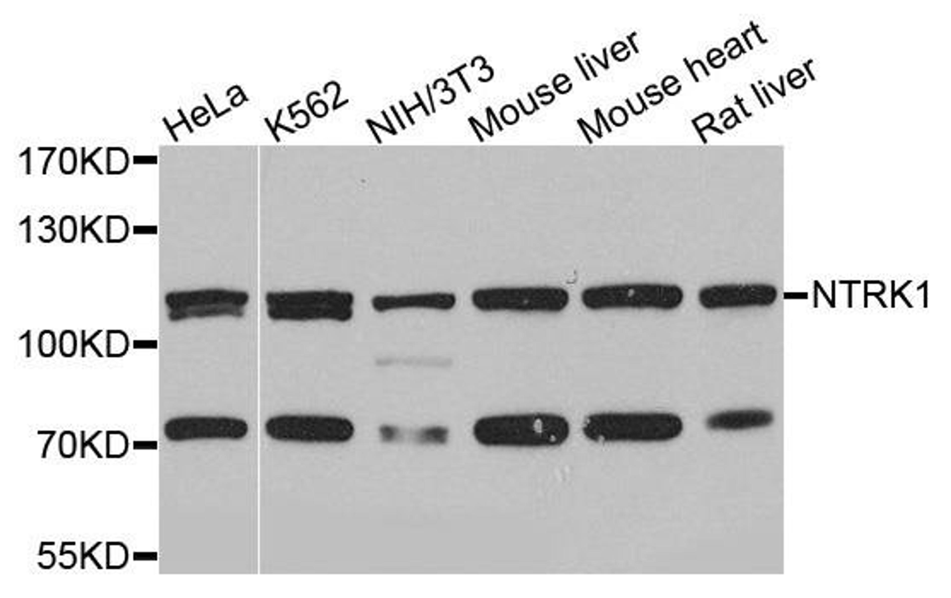 Western blot analysis of extracts of various cells using NTRK1 antibody