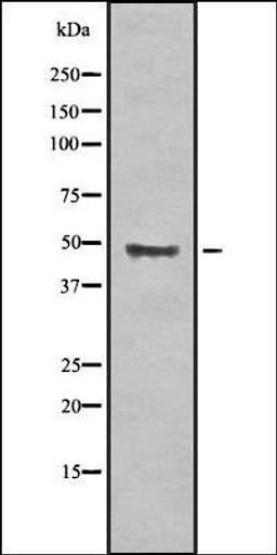 Western blot analysis of HEK293 cells using BECN1L1 antibody