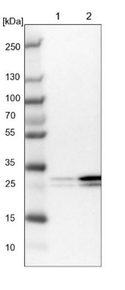 Western Blot: eIF4H Antibody [NBP1-83057] - Lane 1: NIH-3T3 cell lysate (Mouse embryonic fibroblast cells)<br/>Lane 2: NBT-II cell lysate (Rat Wistar bladder tumour cells)