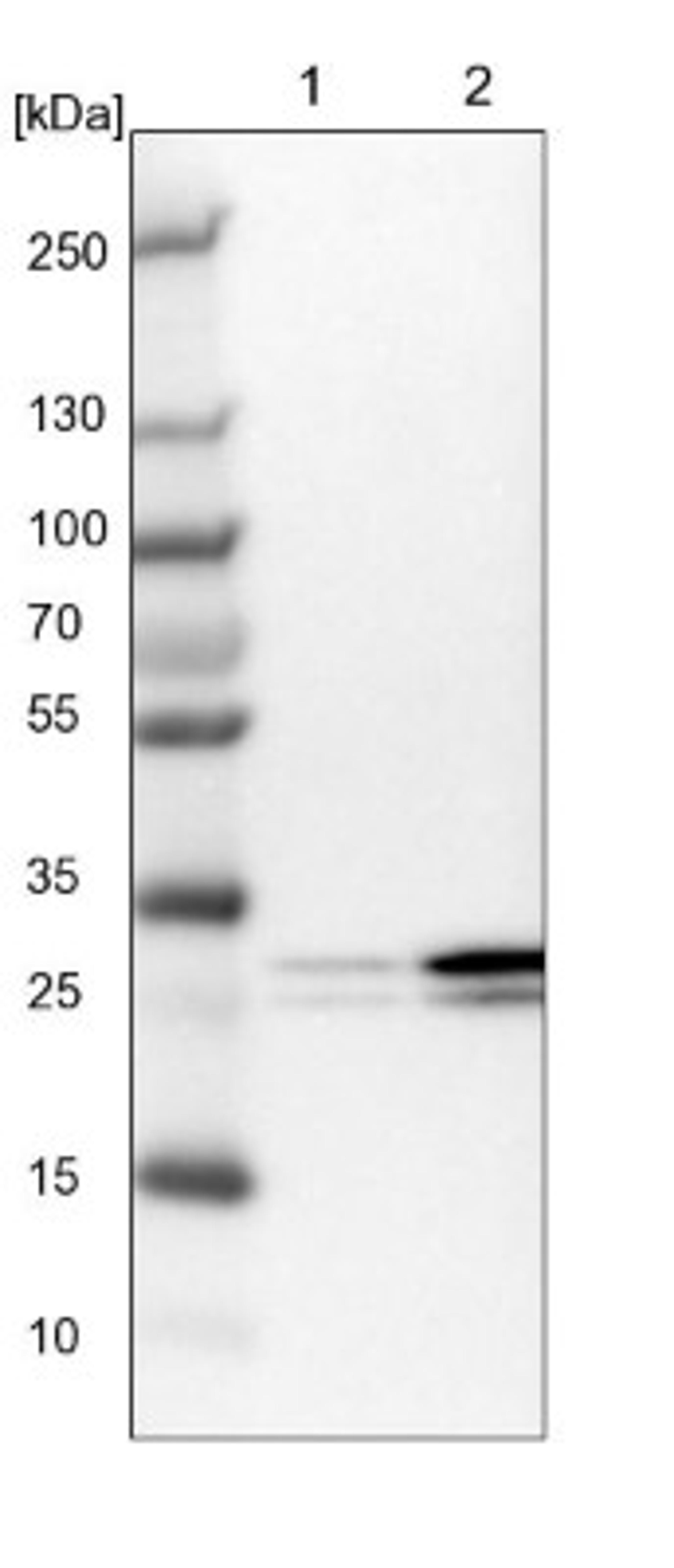 Western Blot: eIF4H Antibody [NBP1-83057] - Lane 1: NIH-3T3 cell lysate (Mouse embryonic fibroblast cells)<br/>Lane 2: NBT-II cell lysate (Rat Wistar bladder tumour cells)