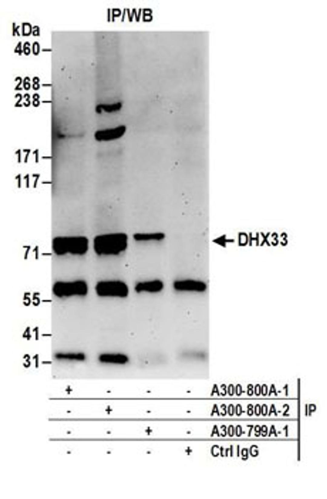 Detection of human DHX33 by western blot of immunoprecipitates.