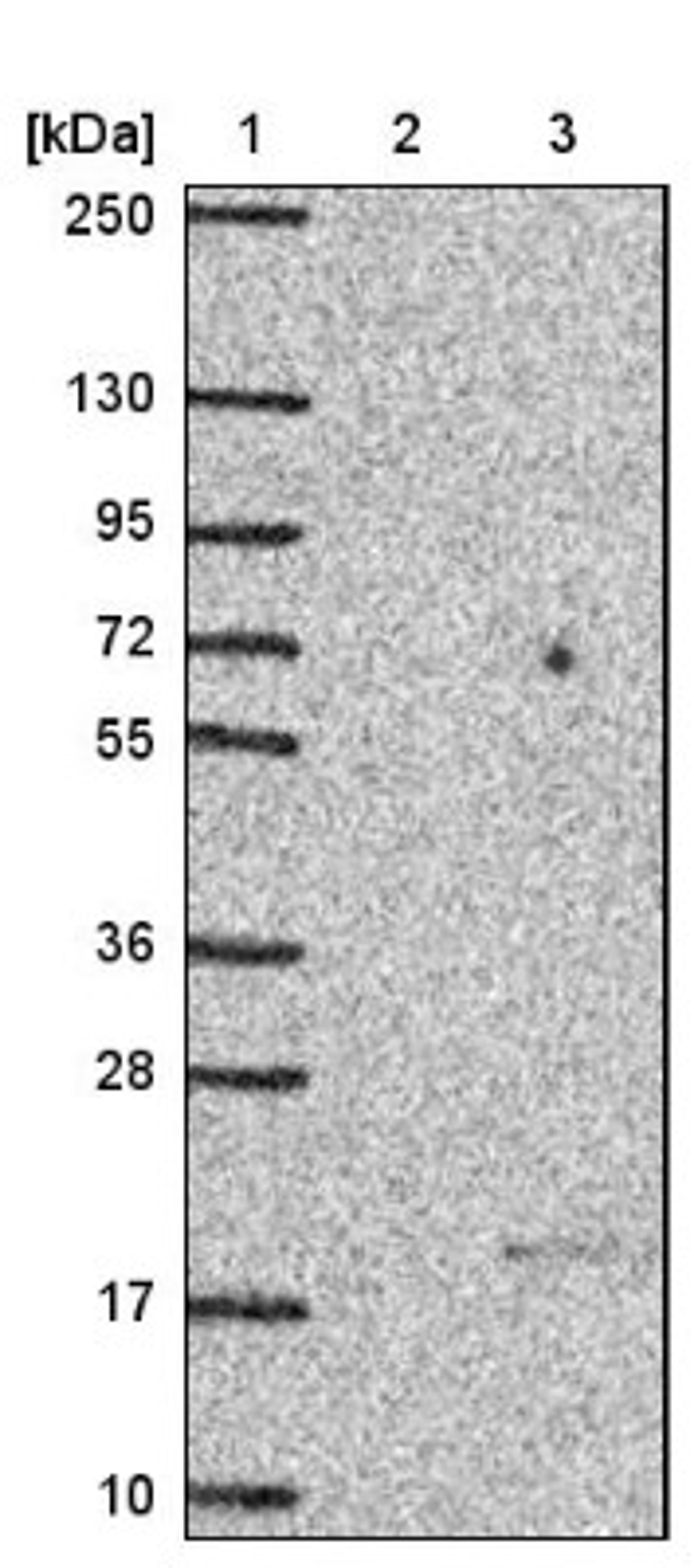 Western Blot: NTF2 Antibody [NBP1-82520] - Lane 1: Marker [kDa] 250, 130, 95, 72, 55, 36, 28, 17, 10<br/>Lane 2: Negative control (vector only transfected HEK293T lysate)<br/>Lane 3: Over-expression lysate (Co-expressed with a C-terminal myc-DDK tag (~3.1 kDa) in mammalian HEK293T cells, LY417082)