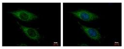 Immunocytochemistry/Immunofluorescence: OGDH Antibody [NBP2-19622] - Sample: HeLa cells were fixed in -20C 100% MeOH for 5 min. Green: OGDH protein stained by OGDH antibody, C-term diluted at 1:500. Blue: Hoechst 33343 staining.