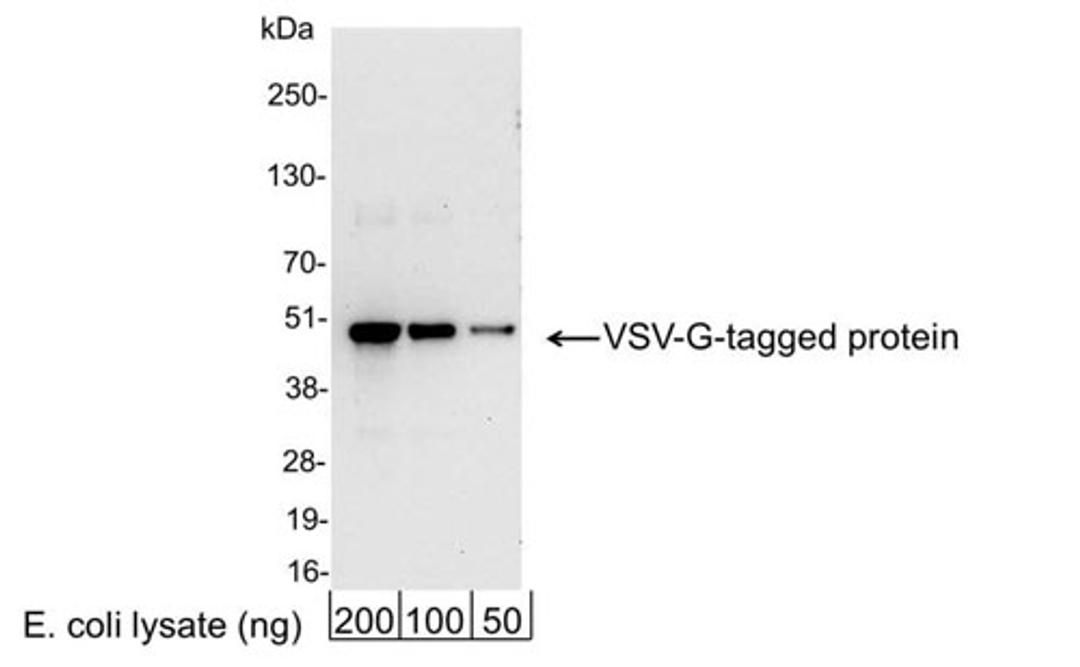 Detection of VSV-G-tagged Protein by WB.