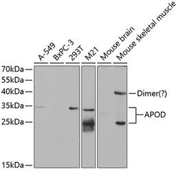 Western blot - APOD antibody (A5297)