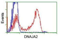 Flow Cytometry: DNAJA2 Antibody (3A10) [NBP2-02996] - HEK293T cells transfected with either overexpression plasmid (Red) or empty vector control plasmid (Blue) were immunostained by anti-DNAJA2 antibody, and then analyzed by flow cytometry.